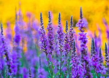 《流放之路2》EA版新预告和过场动画 超越暗黑4